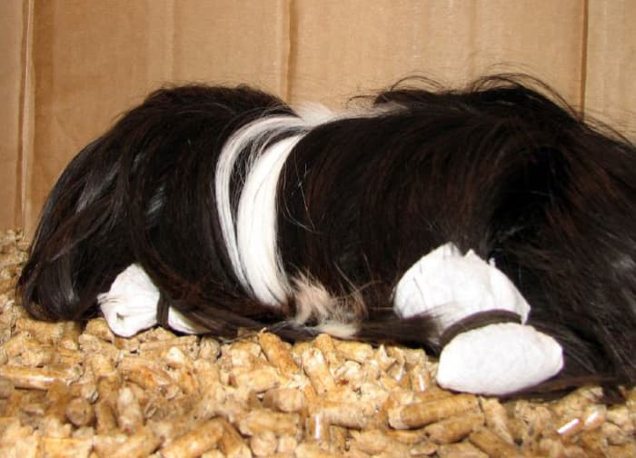 Many owners use hair wraps between shows to keep a Peruvian guinea pig's long hair from getting matted or dirty.
