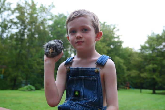 Barred Plymouth Rocks are gregarious and provide many eggs for the backyard flock. They are friendly with children.