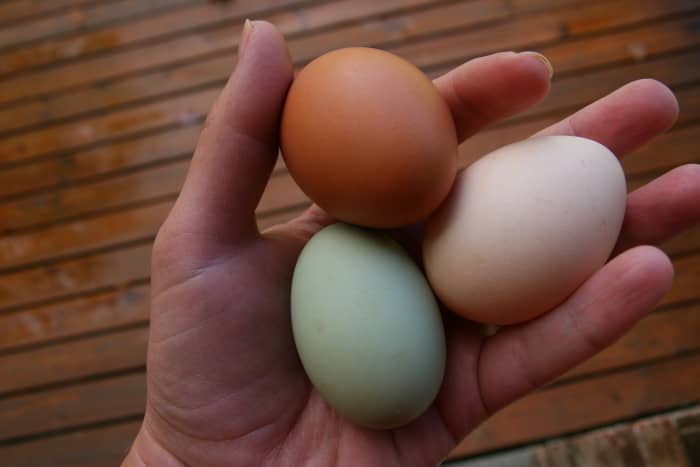 A flock may be selected to produce unusual egg colors. The blue egg is from an Easter Egger chicken, the dark brown egg is from a Barred Rock, and the light brown egg is from a Buff Orpington.