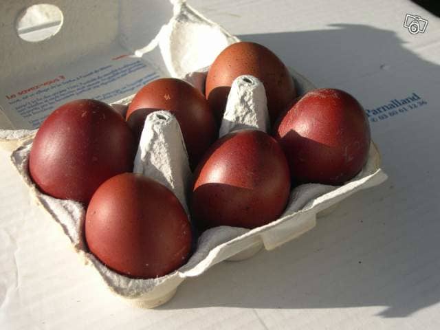Maran hens lay extremely dark brown eggs - the appear to be chocolate!