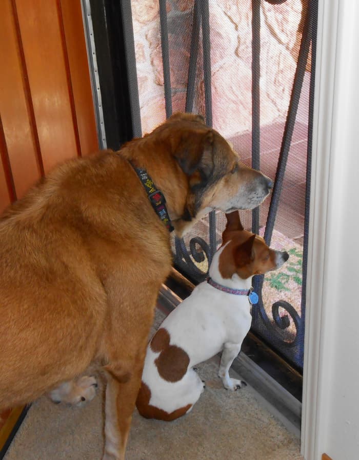 Small breed dogs have different nutritional and chewing capabilities that large breed dogs.