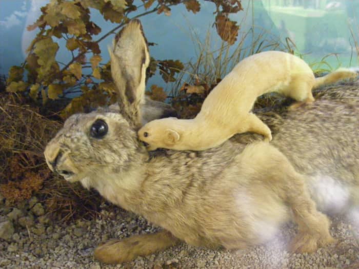 This taxidermy of a least weasel attacking a rabbit provides a visual of how minks kill large animals.