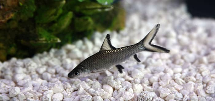 Bala sharks are fine when they are small, but they grow much too big for all but the largest aquariums.