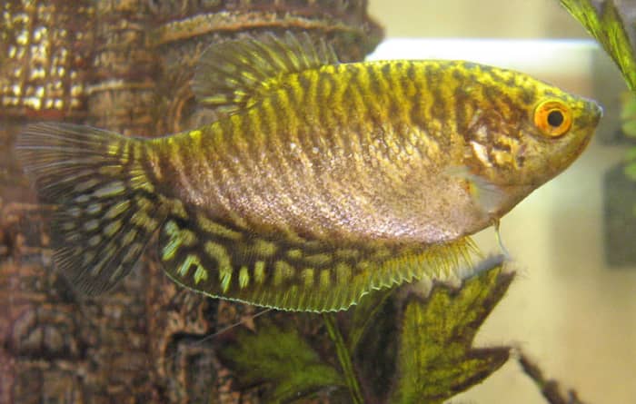 Gourami are beautiful fish with temperaments much too complex for a 10-gallon tank.