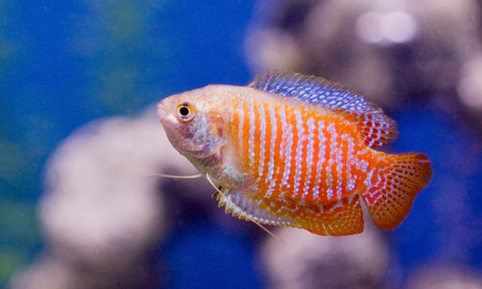 10 Best Fish for a 10-Gallon Tank Setup (and 5 Worst) - PetHelpful