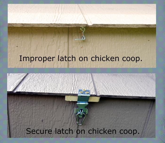 This chicken coop originally had a hook and eye-bolt style latch. A more secure latch was installed with a carabiner. This system will prevent raccoons from opening the latch and entering the coop.