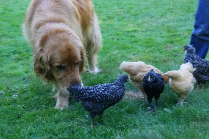 This Golden Retriever has been trained to protect its family's chickens.