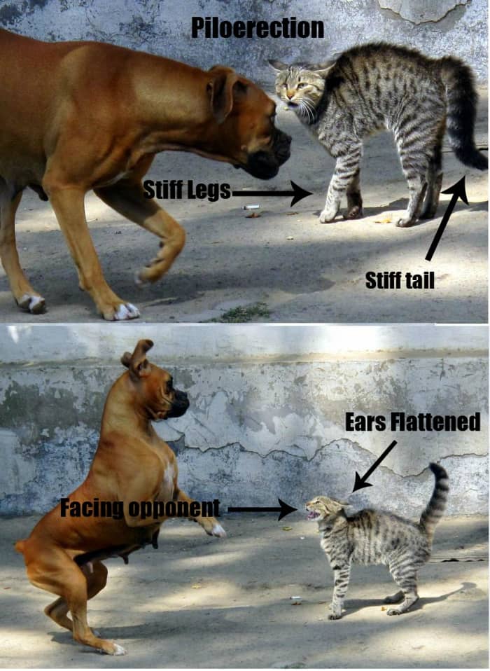 This cat is defensive because of the downward, curved, bristled tail (raised and bristled also is fearful), flattened ears, gaping mouth, and stiff legged posture. Sometimes the postures of defensive and offensive can resemble each other.