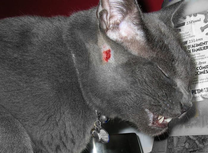 Humans and dogs are not the only victims of cat aggression