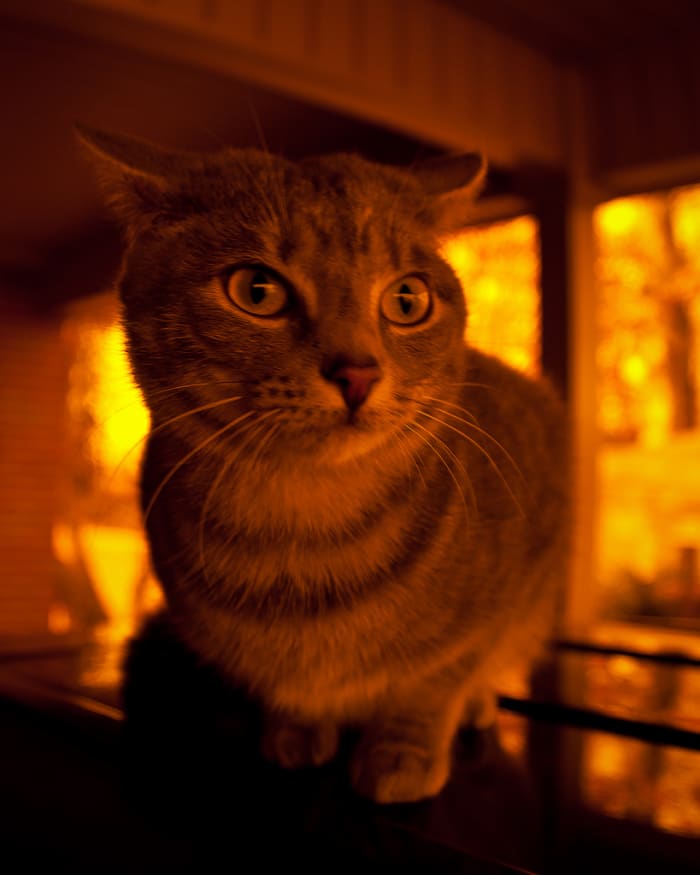Many pet owners fail to become attuned with their pets' mannerisms which may hint that an animal is becoming irritated.