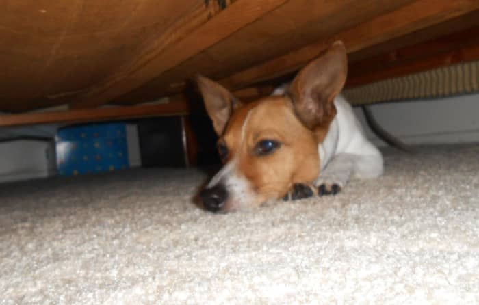 My Jack Russell is really good at hiding, only we weren't playing the game at the time. She was hiding from the fly swatter.
