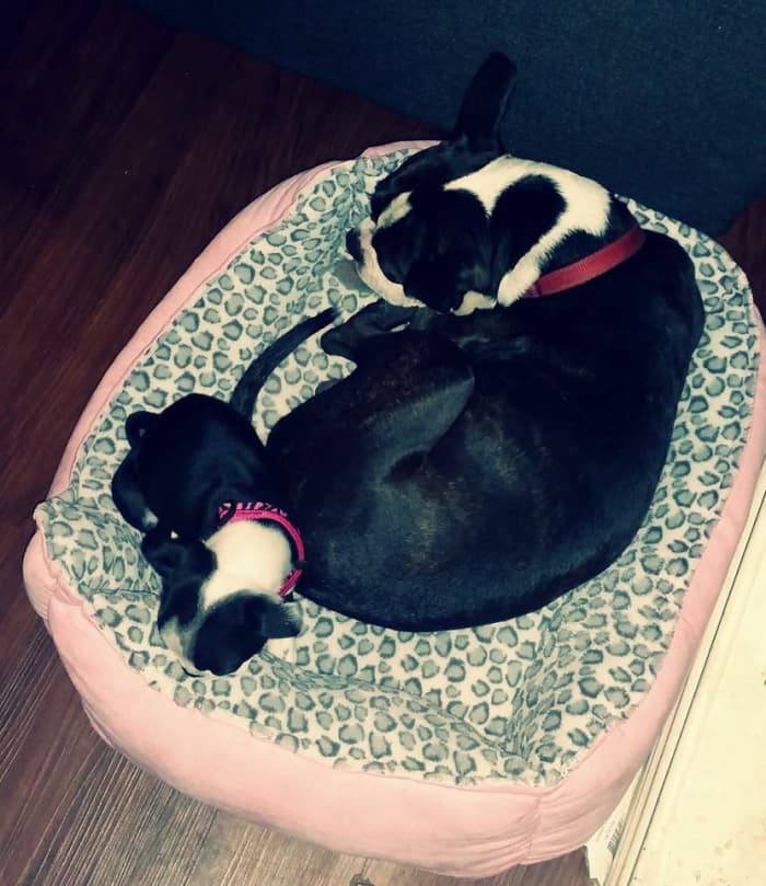 Dexter sometimes likes to take over Emmy's bed. You can see that he has a full length tail, but unlike Emmy's crooked tail, Dexter's is perfectly straight.