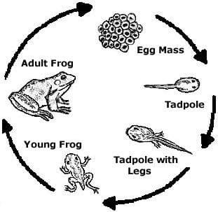 Жизненный цикл лягушки.