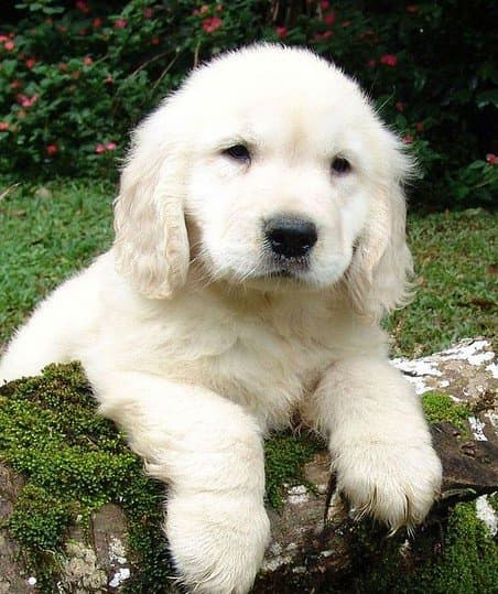 English cream golden retriever puppies tend to darken in color as they grow.