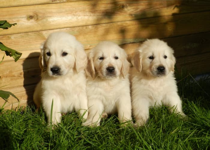 The Truth About English Cream (White) Golden Retrievers - PetHelpful