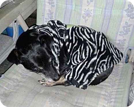 Getting ready for a nap in his un-snapped ill-fitting sweater; the arm holes are too far back and the collar fits low on the back of his neck.
