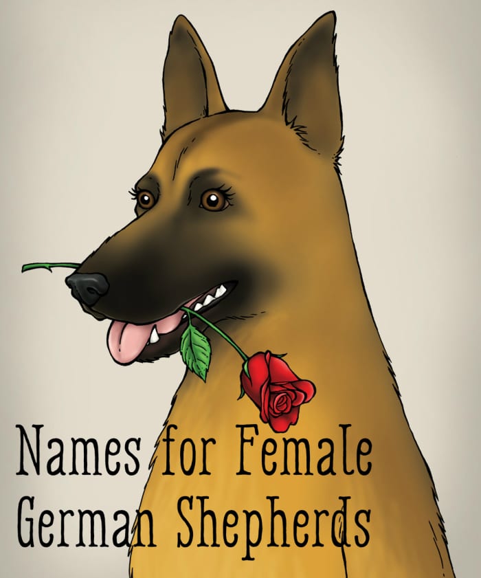 From battle maidens to rebellious roses, these names have suitable meanings for your female German shepherd.