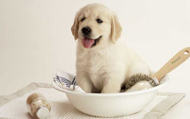 Golden retrievers are predisposed to renal failure. Vet monitoring is recommended.