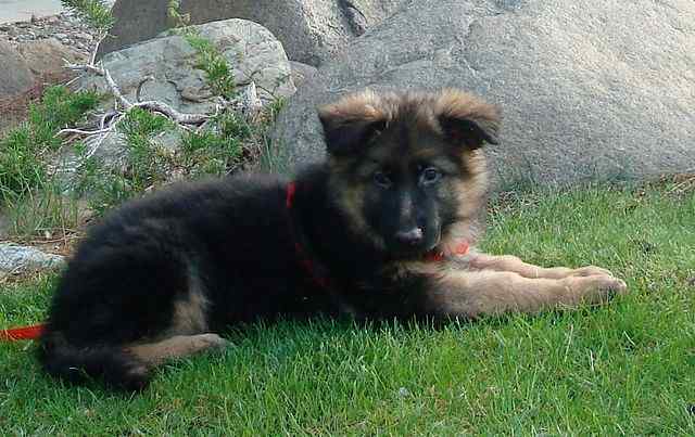 Before you set your heart on a darling German Shepherd puppy, remember their predisposition for kidney failure.