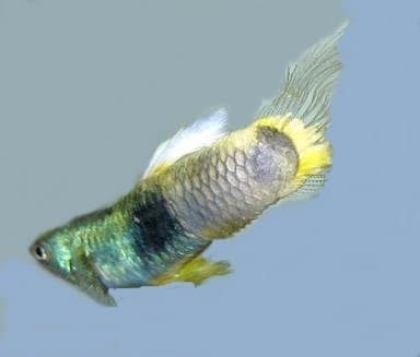 15 Common Betta Fish Diseases: Prevention And Treatment - PetHelpful