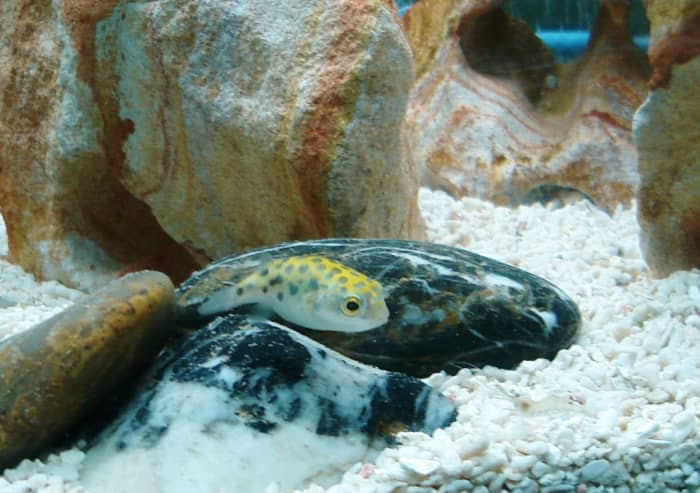 A juvenile GSP stalking a ghost shrimp. It's hard to see the shrimp so look closely!