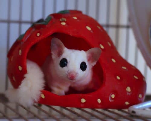 In some territories, it is illegal to own a sugar glider.