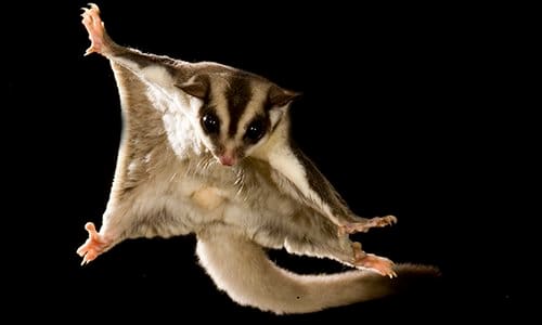 Sugar gliders require ample amounts of space in their cage.