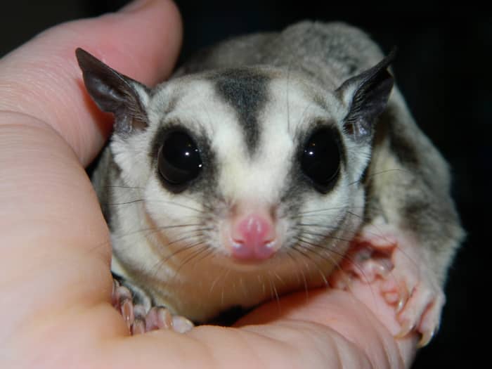 Most vets will be unable to treat your sugar glider.