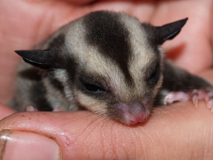 It would be dangerous for you to leave you sugar glider with another person while you're on holiday.