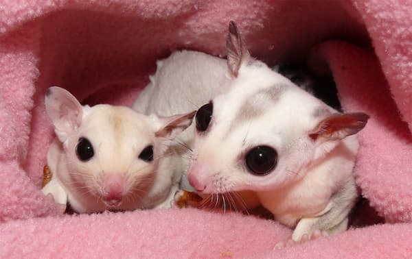 Sugar gliders are very costly to purchase and to take care of.