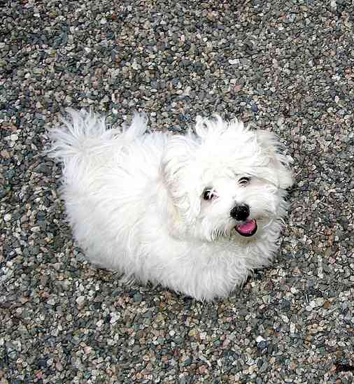 Perfect Dog Names for a Coton de Tuléar PetHelpful