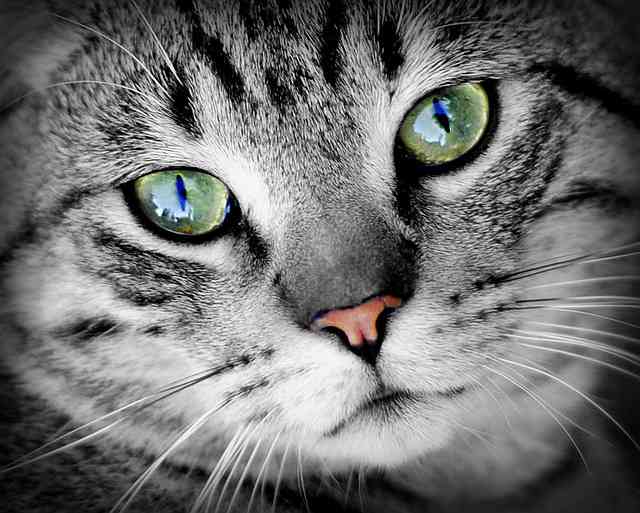 Eye Infections in Cats Types, Symptoms, Causes, and Diagnosis PetHelpful