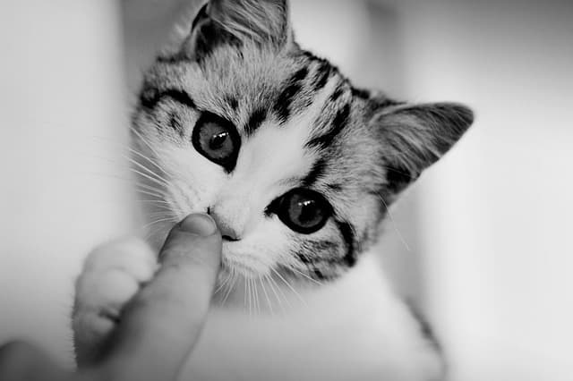 Heart murmurs in cats, although often benign, may actually indicate a more serious health problem.