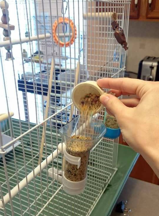 Добавление кормушек и лотков с водой в птичью клетку