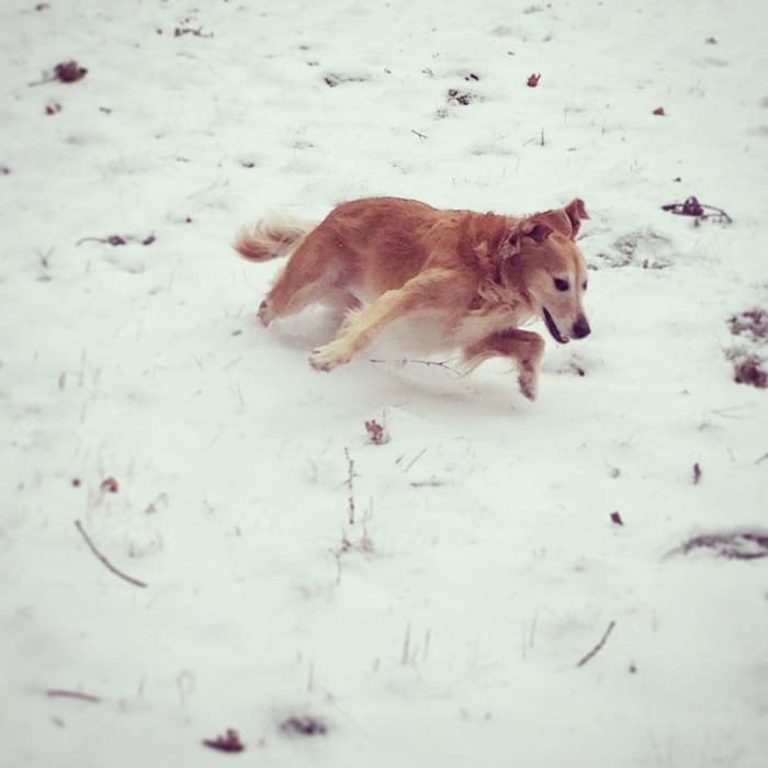 The naturally energetic Golden is always ready for a romp.