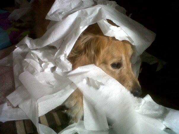 A bored Golden will use their intelligence to entertain themselves.