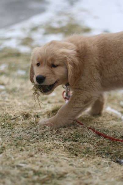 13-things-to-consider-before-buying-a-golden-retriever
