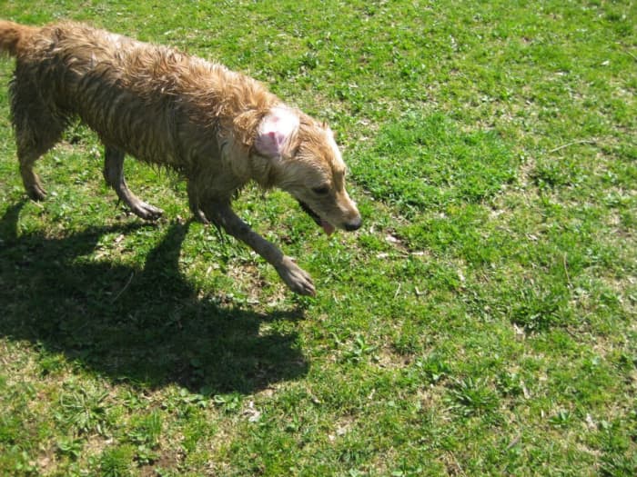 If there's mud, your Golden will find it.