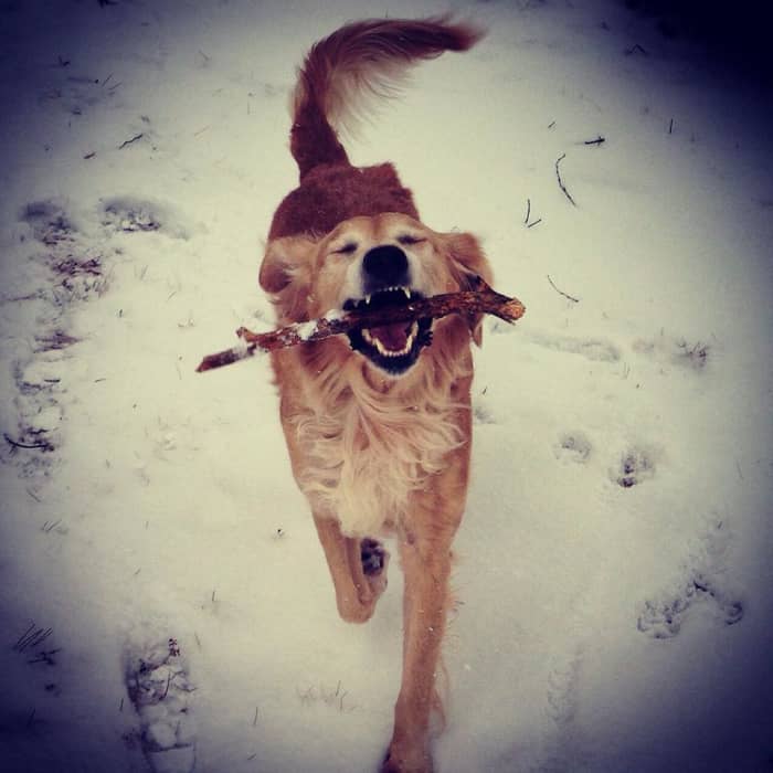 Few things make a Golden happier than a game of fetch.