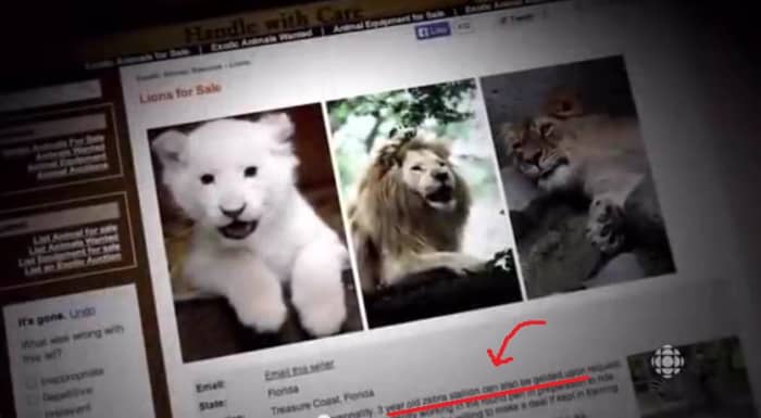 Big cats are rarely offered for sale to non-licensed individuals. The doc makers couldn't even find a legit ad for a lion.