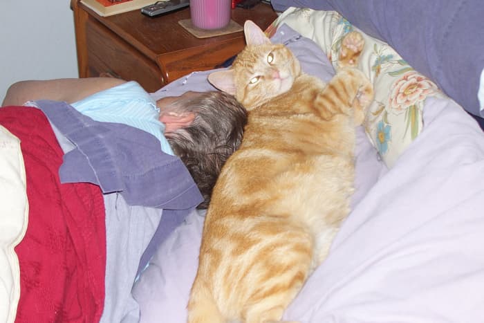 This was our "Jigsaw Puzzle" kitty, named for his fur patterns. He was a real snugglebug, but sadly crossed the Rainbow Bridge in December 2018.