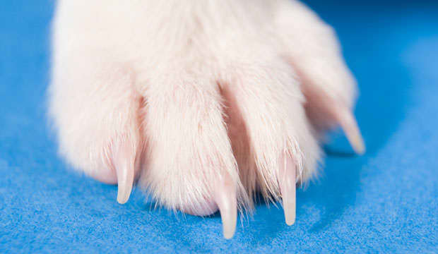 Some Jack Russell Terriers may have high toe, which causes the toes not to be able to reach the floor.