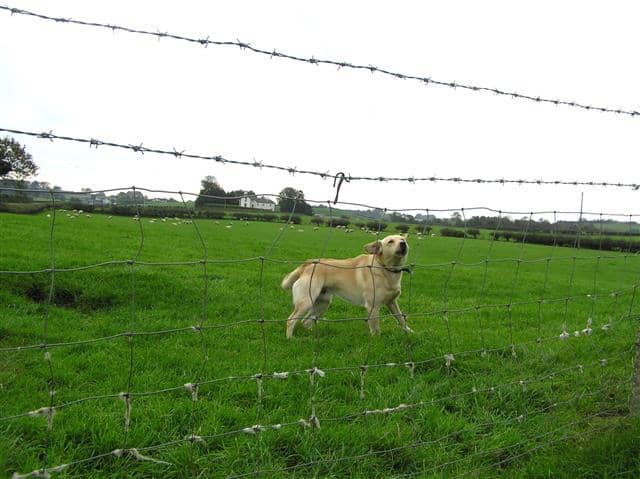 Dog Sniffing Air