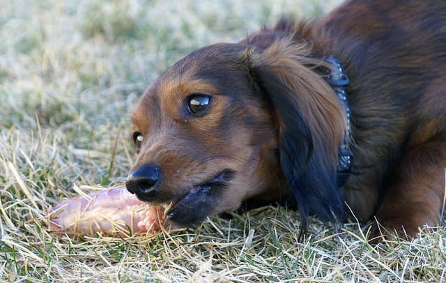 Small dogs are unlikely to be poisoned by thieves but may be harmed by malicious neighbors.