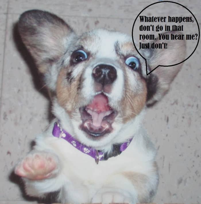 When a dog is frightened, he or she secretes special alarm pheromones signaling danger which sends other dogs into high alert.