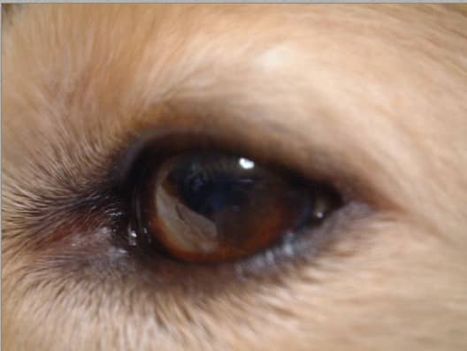 Dog eyelid growths have a number of causes, some of which are not serious, and others which may need attention.