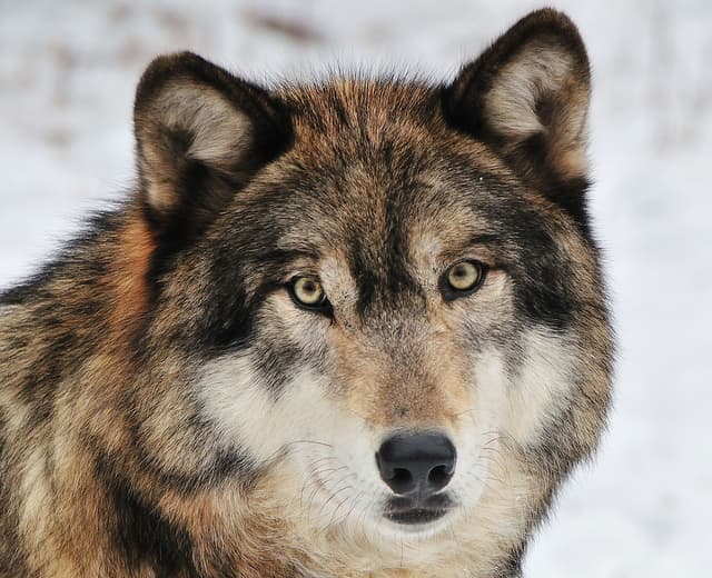 10-dog-breeds-that-look-like-wolves-pethelpful