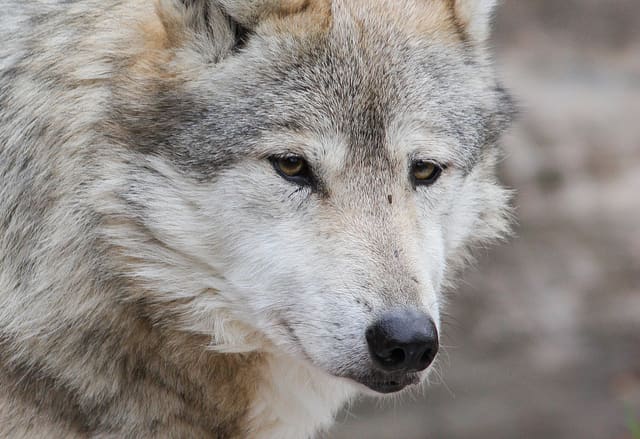 10 Dog Breeds That Look Like Wolves - PetHelpful