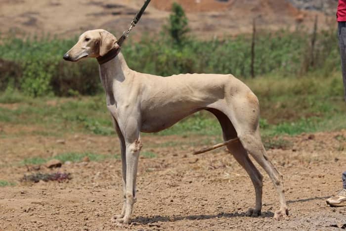 Pashmi Hounds are friendly and affectionate pets in addition to being hunting and field dogs.