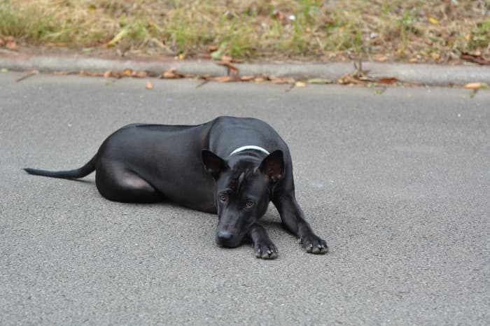 This is a black Thai Ridgeback; their coat also comes in blue and red. You can just see the darker ridge of fur along its back that gives the dog its name.